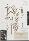 Foto von Salix eleagnos Scop. x Salix purpurea L.
